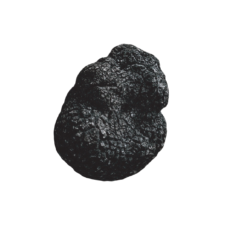 Risorsa 18 Tartufo nero invernale - immagine 1