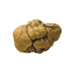 Tartufo bianco