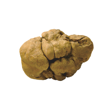 Risorsa 19 Tartufo bianco - immagine 1