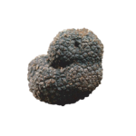 Tartufo nero di Norcia