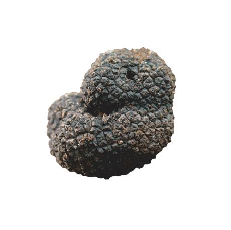Risorsa 20 Tartufo nero di Norcia - immagine 1