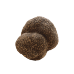 Tartufo nero estivo