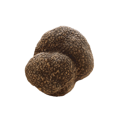 Risorsa 22 Tartufo nero estivo - immagine 1