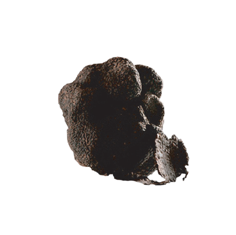 Risorsa 23 Tartufo uncinato - immagine 1