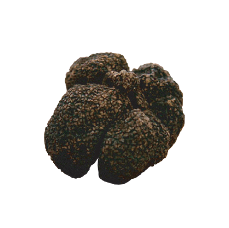 Risorsa 24 Tartufo moscato - immagine 1